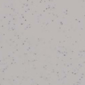 granito gris